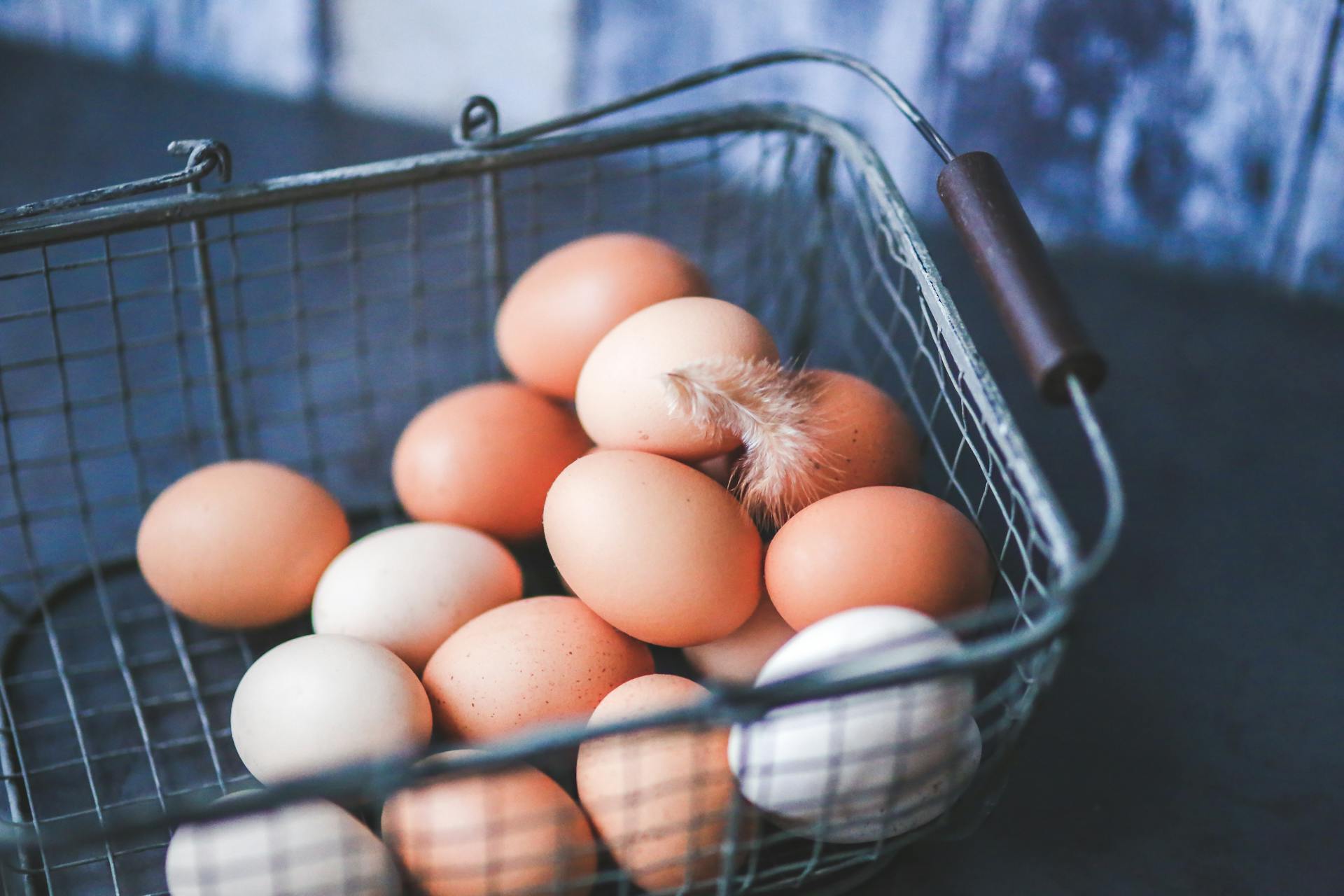 Incubation as an Art: How PTO Redefines Poultry Hatching
